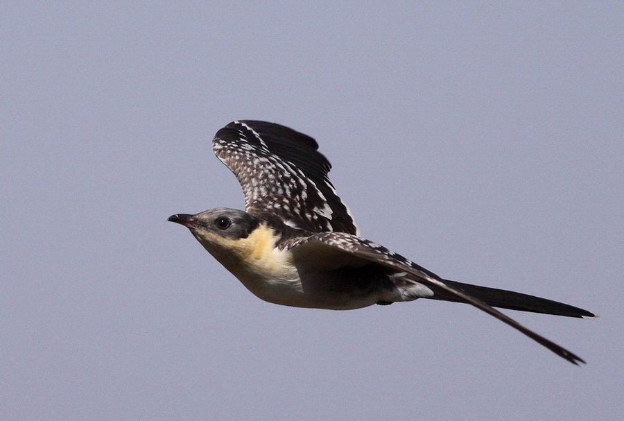 Tepeli guguk » Great Spotted Cuckoo » Clamator glandarius