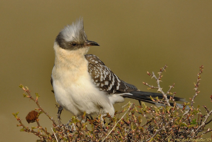 Tepeli guguk » Great Spotted Cuckoo » Clamator glandarius