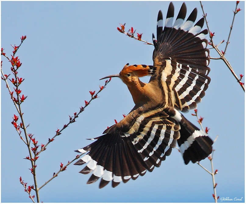 İbibik » Eurasian Hoopoe » Upupa epops