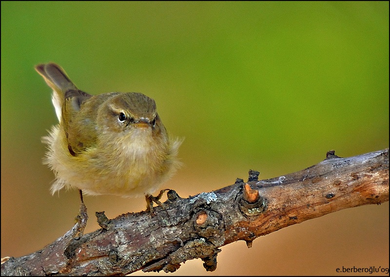 Çıvgın » Common Chiffchaff » Phylloscopus collybita
