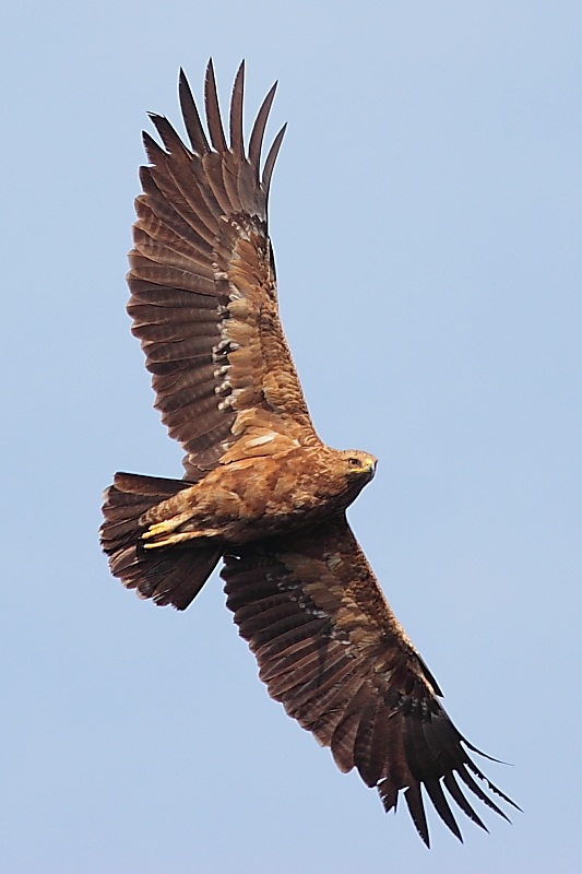 Küçük orman kartalı » Lesser Spotted Eagle » Clanga pomarina