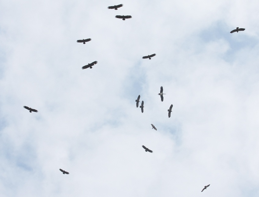 Küçük orman kartalı » Lesser Spotted Eagle » Clanga pomarina