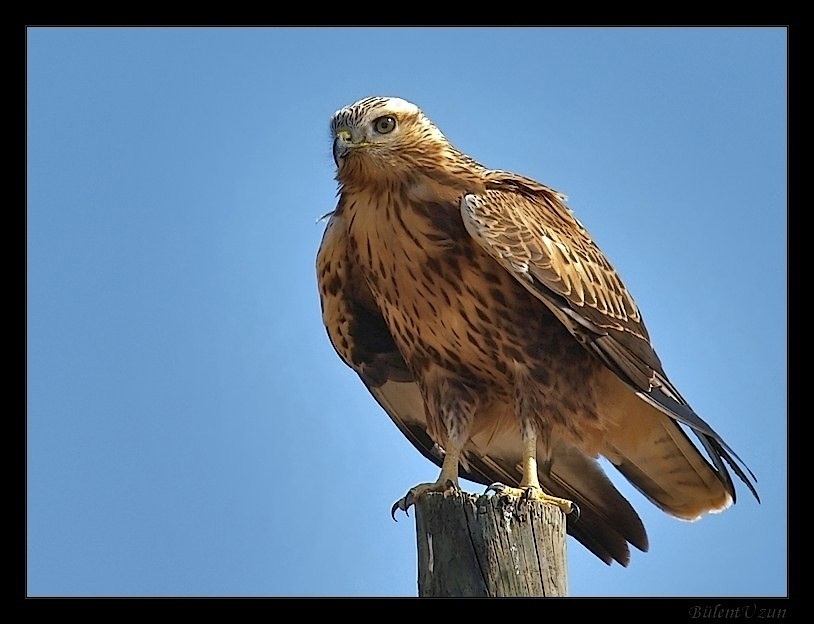 Kızıl şahin » Long-legged Buzzard » Buteo rufinus
