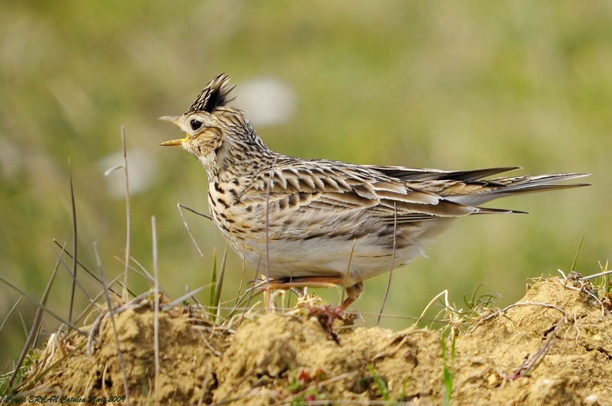 Tarlakuşu » Eurasian Skylark » Alauda arvensis