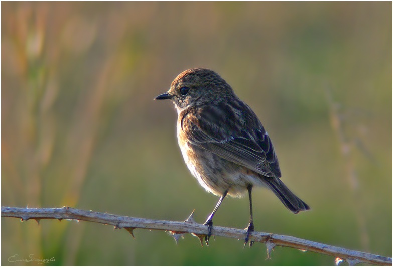 Taşkuşu » European Stonechat » Saxicola rubicola