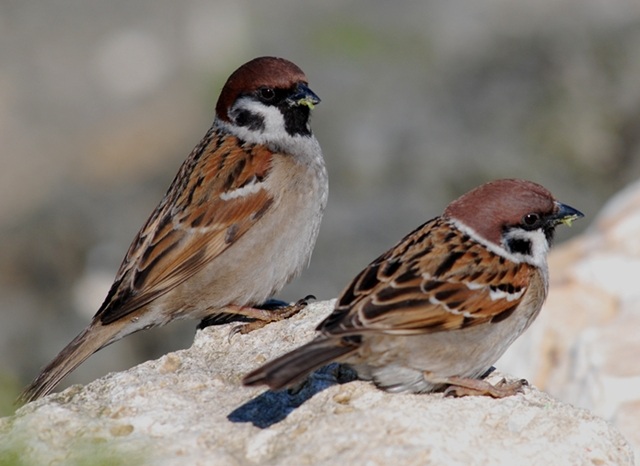 Ağaç serçesi » Eurasian Tree Sparrow » Passer montanus