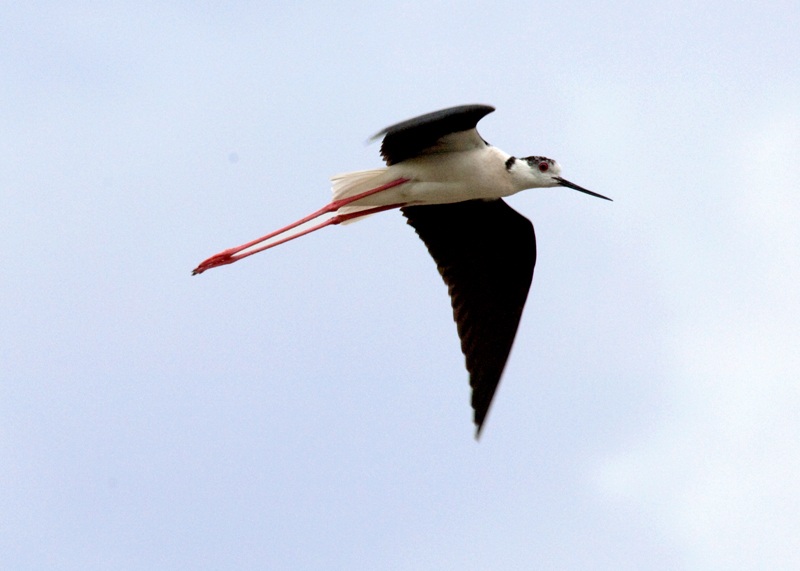 Uzunbacak » Black-winged Stilt » Himantopus himantopus