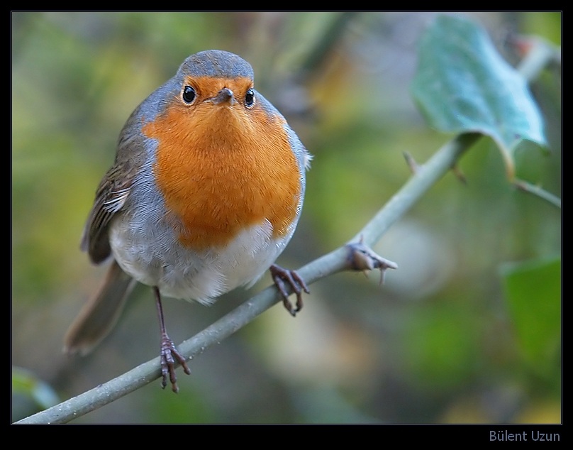 Kızılgerdan » European Robin » Erithacus rubecula