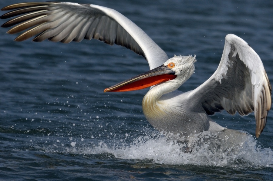 Tepeli pelikan » Dalmatian Pelican » Pelecanus crispus