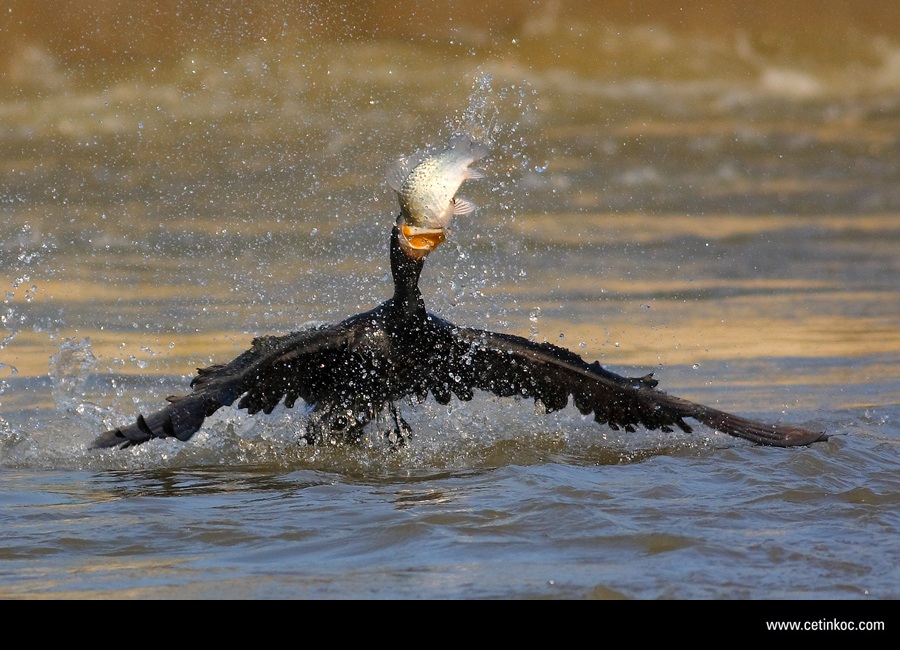 Karabatak » Great Cormorant » Phalacrocorax carbo