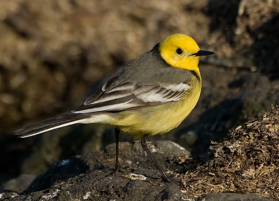 Sarıbaşlı kuyruksallayan » Citrine Wagtail » Motacilla citreola