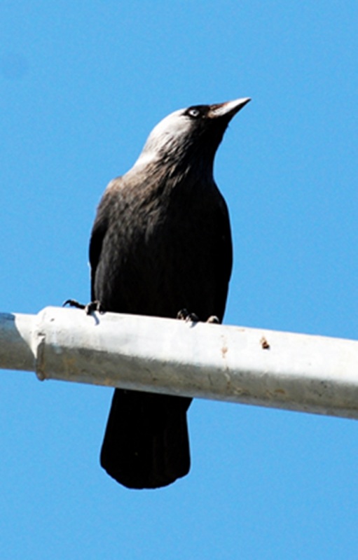 Küçük karga » Western Jackdaw » Coloeus monedula
