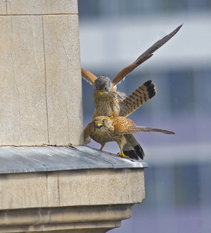 Kerkenez » Common Kestrel » Falco tinnunculus
