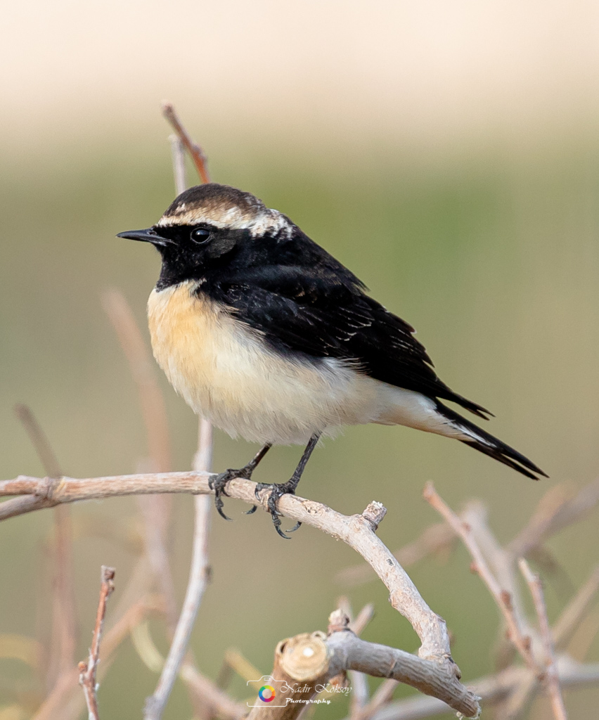 Kıbrıs kuyrukkakanı » Cyprus Wheatear » Oenanthe cypriaca