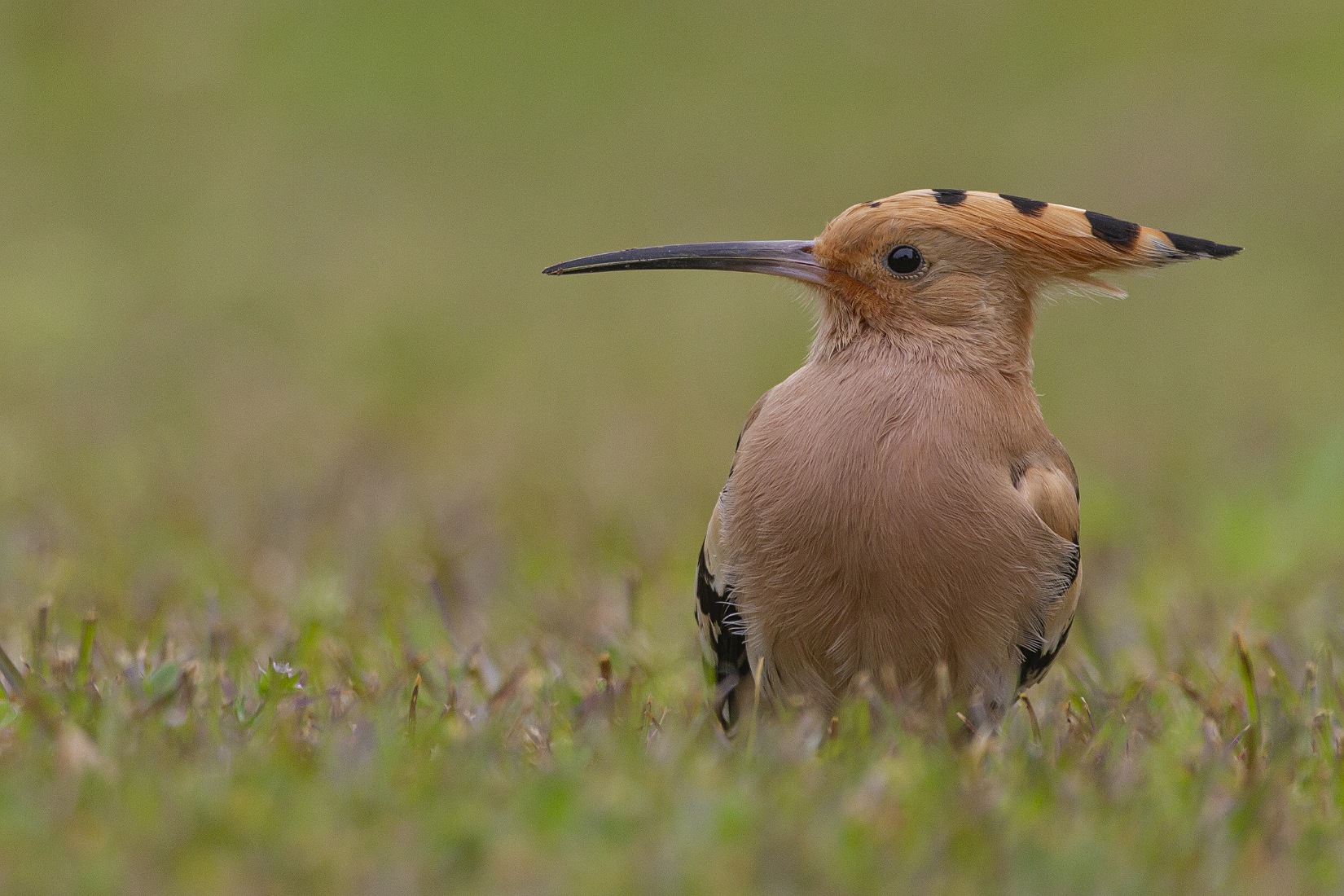 İbibik » Eurasian Hoopoe » Upupa epops
