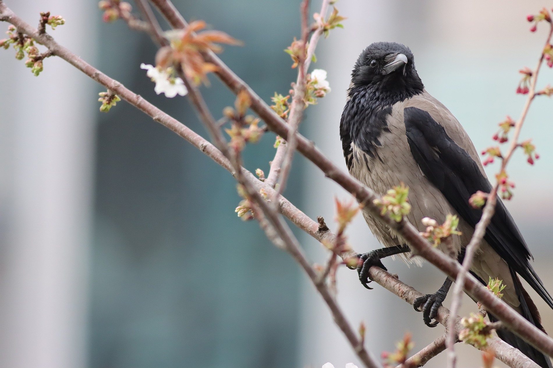 Leş kargası » Hooded Crow » Corvus cornix
