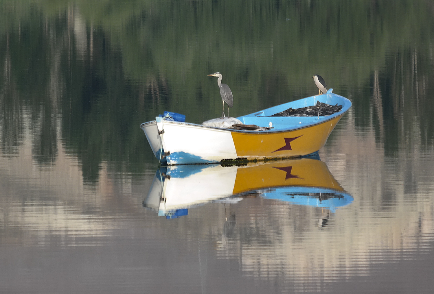 Gri balıkçıl » Grey Heron » Ardea cinerea
