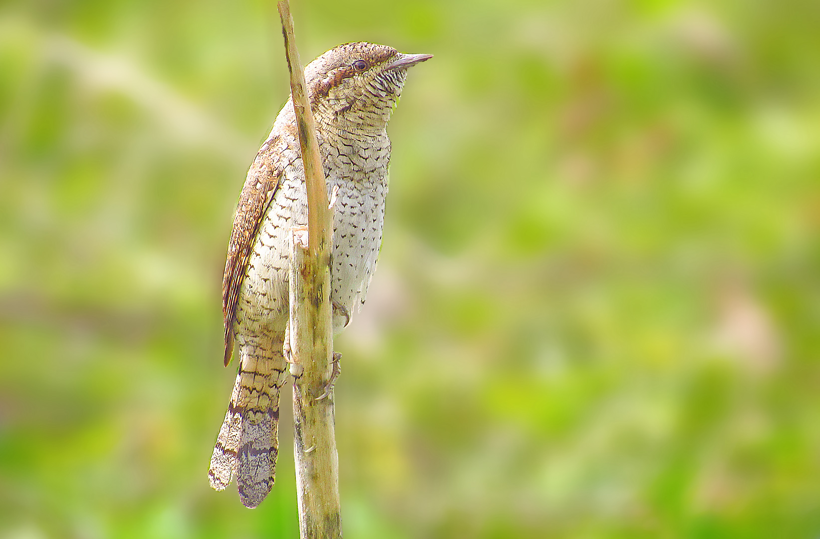 Boyunçeviren » Eurasian Wryneck » Jynx torquilla
