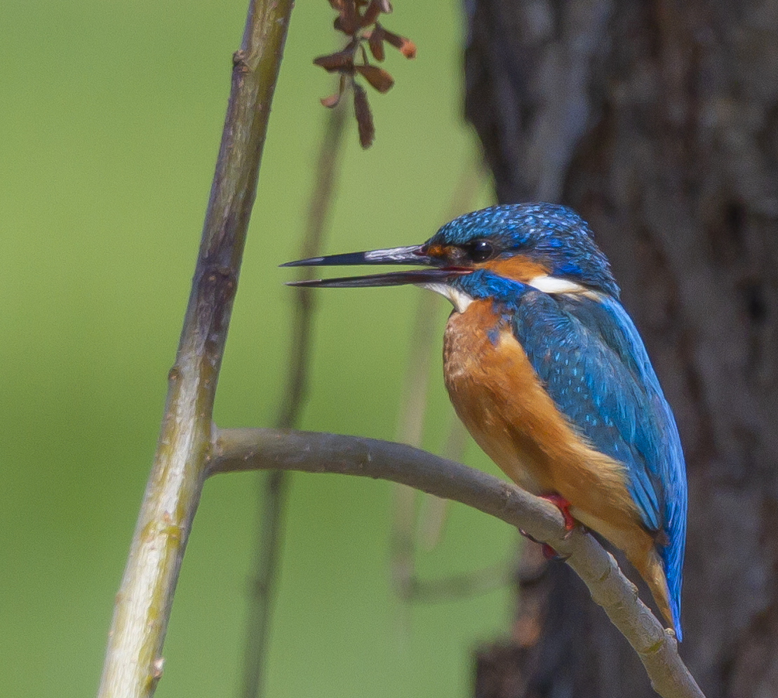 Yalıçapkını » Common Kingfisher » Alcedo atthis