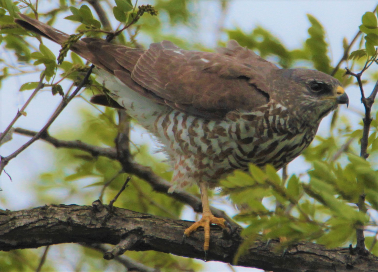 Yaz atmacası » Levant Sparrowhawk » Tachyspiza brevipes