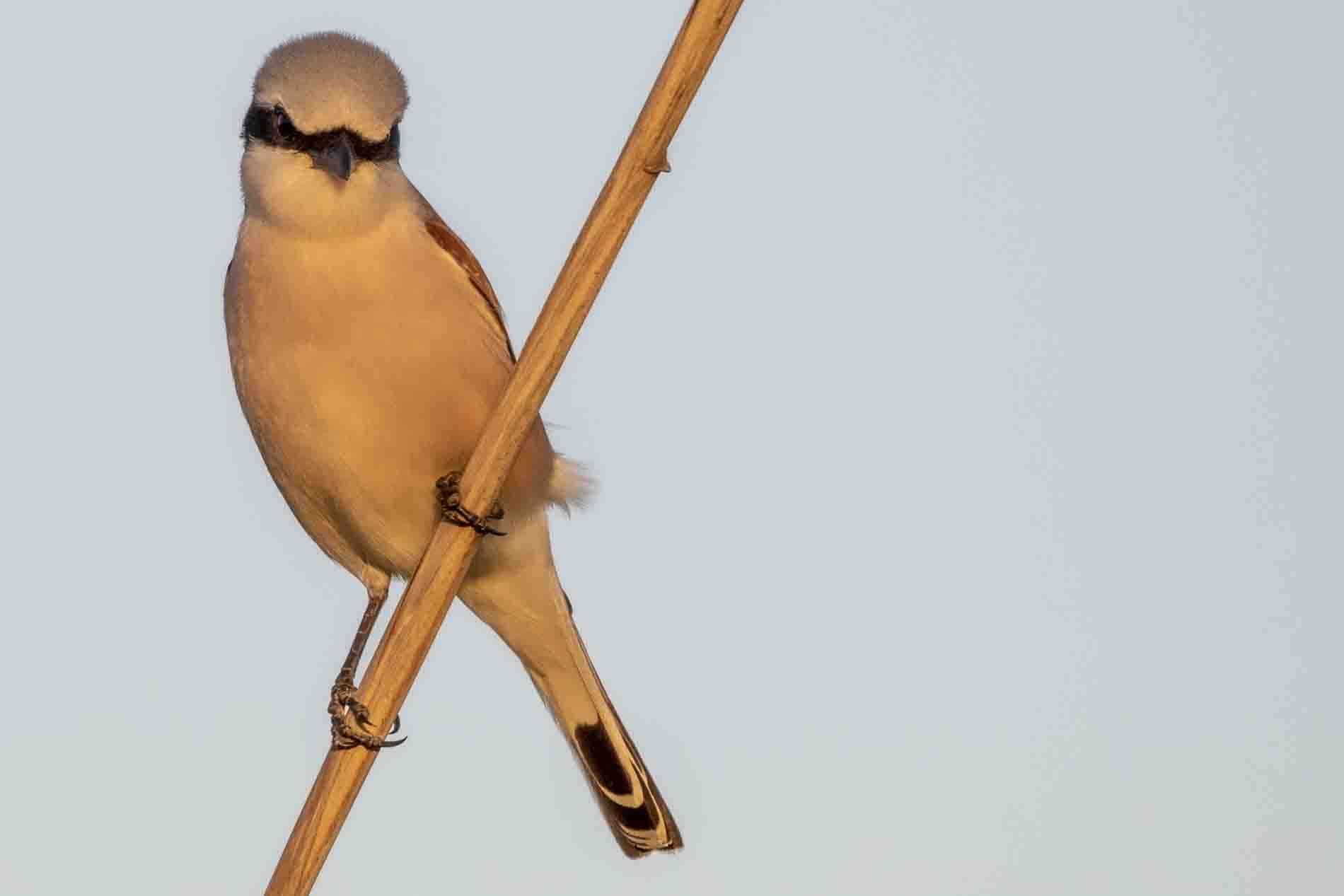 Kızılsırtlı örümcekkuşu » Red-backed Shrike » Lanius collurio