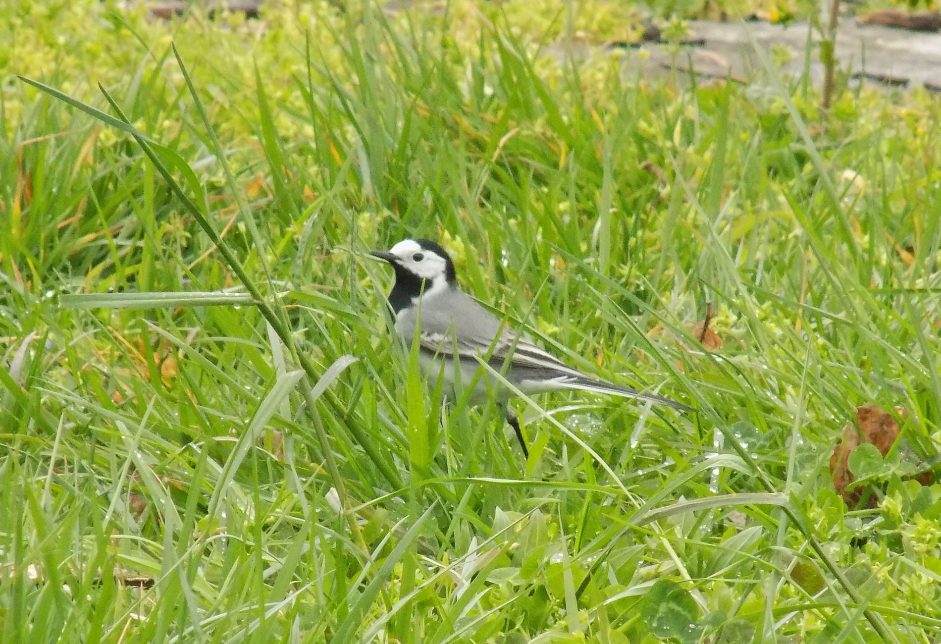 Ak kuyruksallayan » White Wagtail » Motacilla alba
