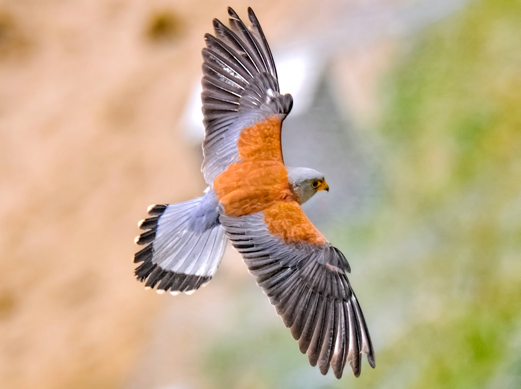 Küçük kerkenez » Lesser Kestrel » Falco naumanni
