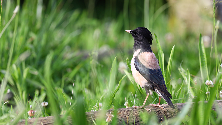 Alasığırcık » Rosy Starling » Pastor roseus