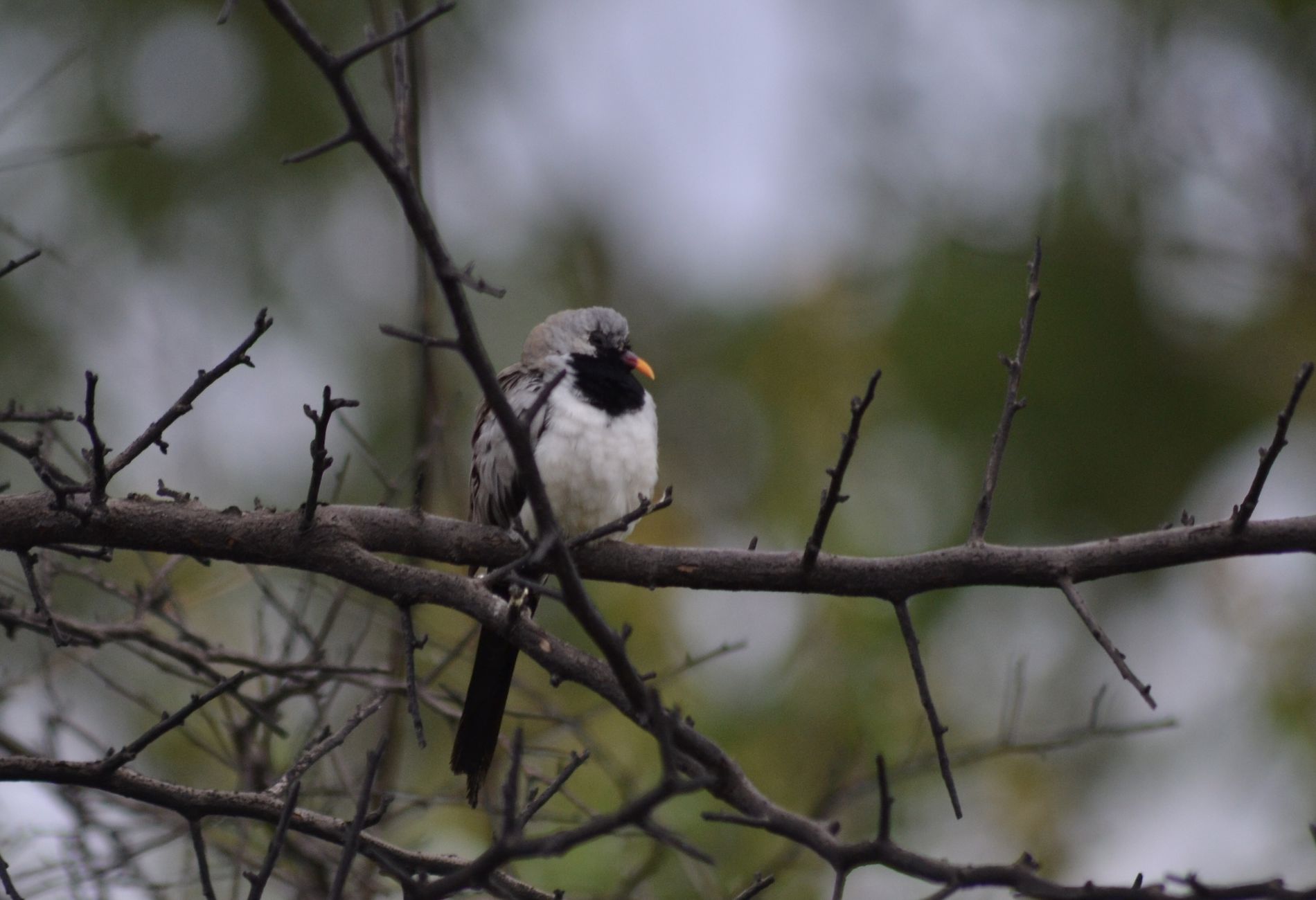 Kap kumrusu » Namaqua Dove » Oena capensis
