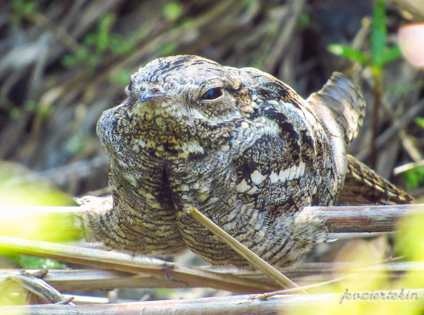 Çobanaldatan » European Nightjar » Caprimulgus europaeus
