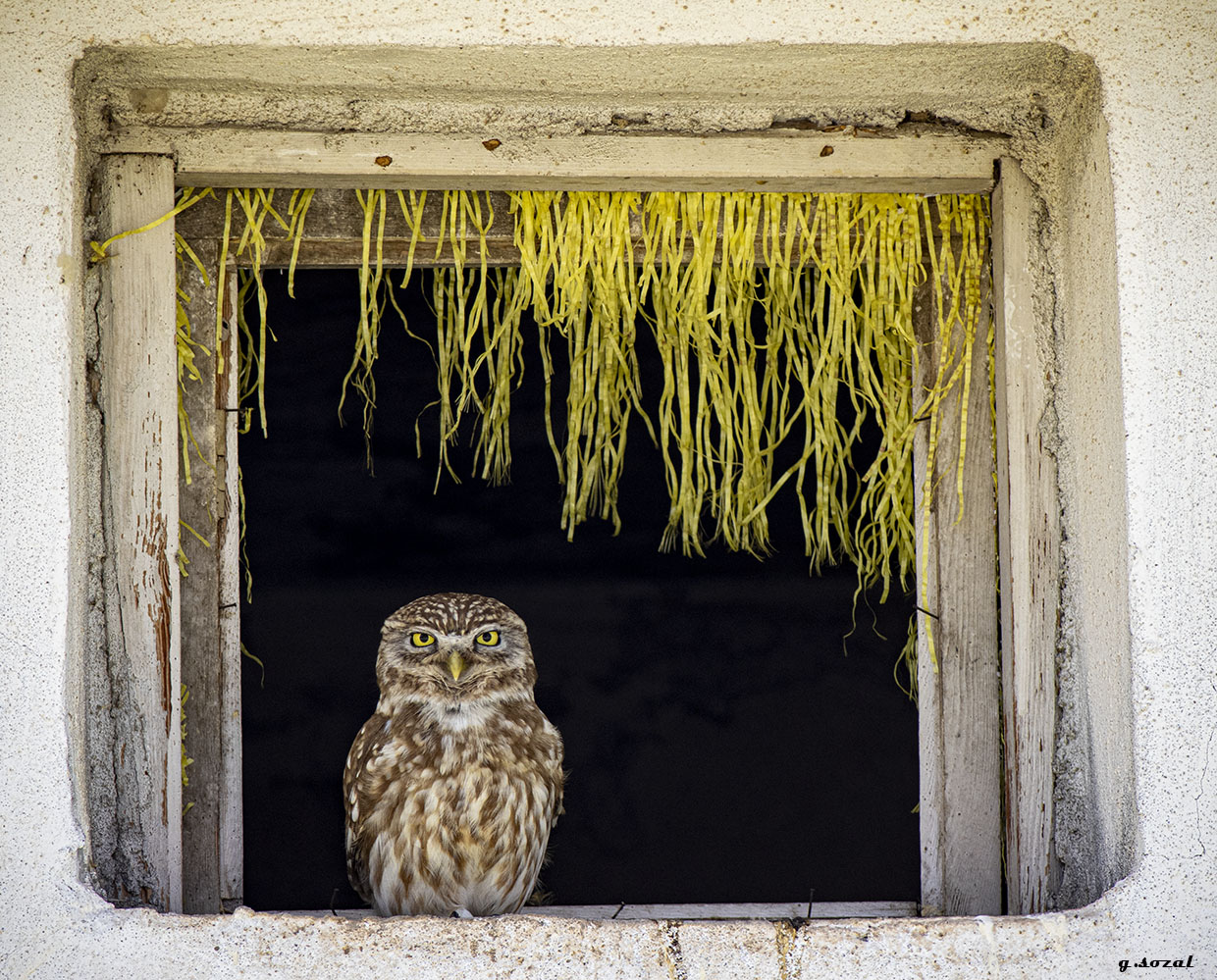 Kukumav » Little Owl » Athene noctua