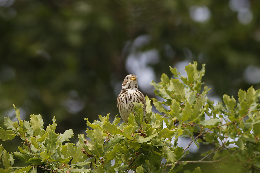 Tarla kirazkuşu » Corn Bunting » Emberiza calandra