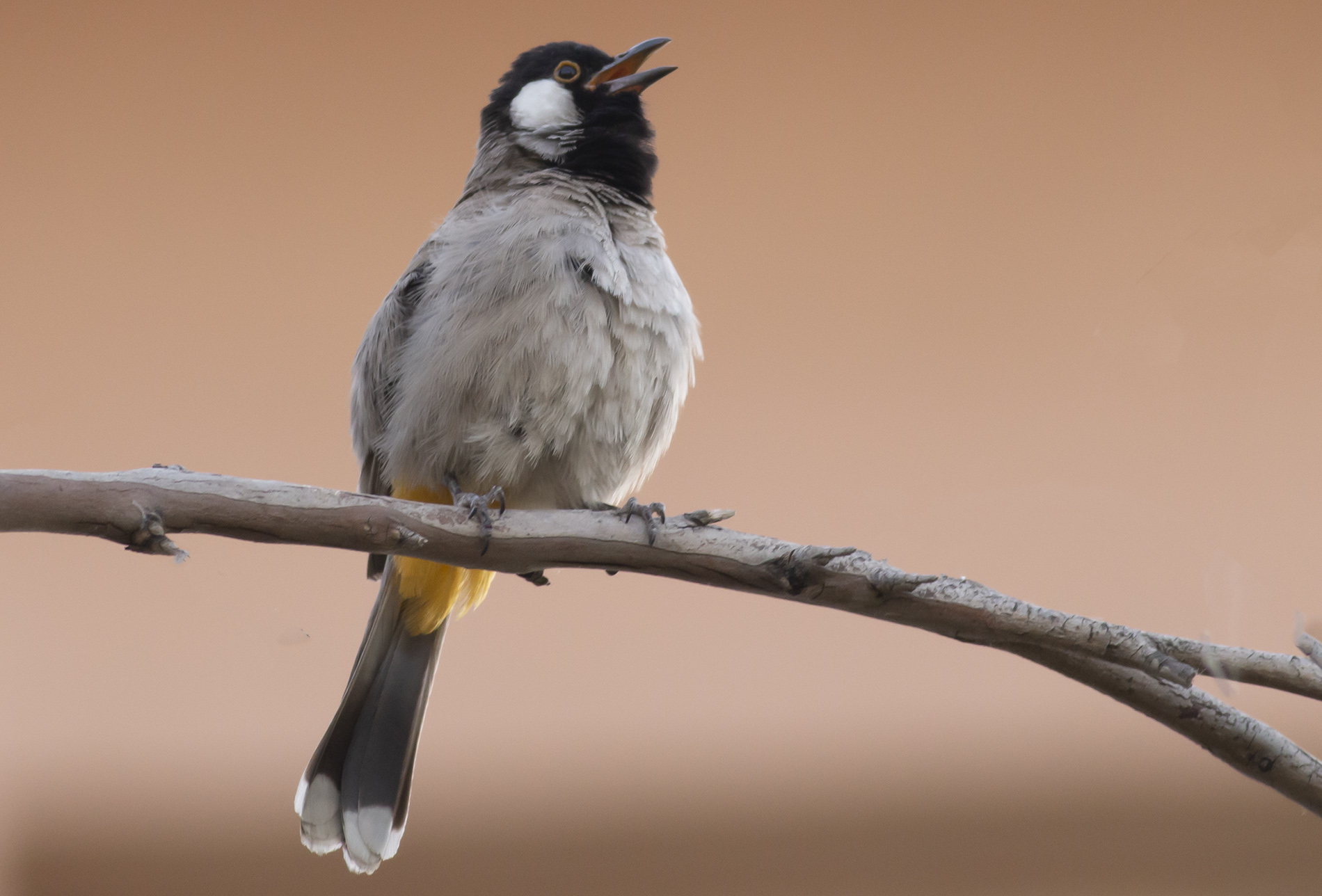 Akyanaklı arapbülbülü » White-eared Bulbul » Pycnonotus leucotis