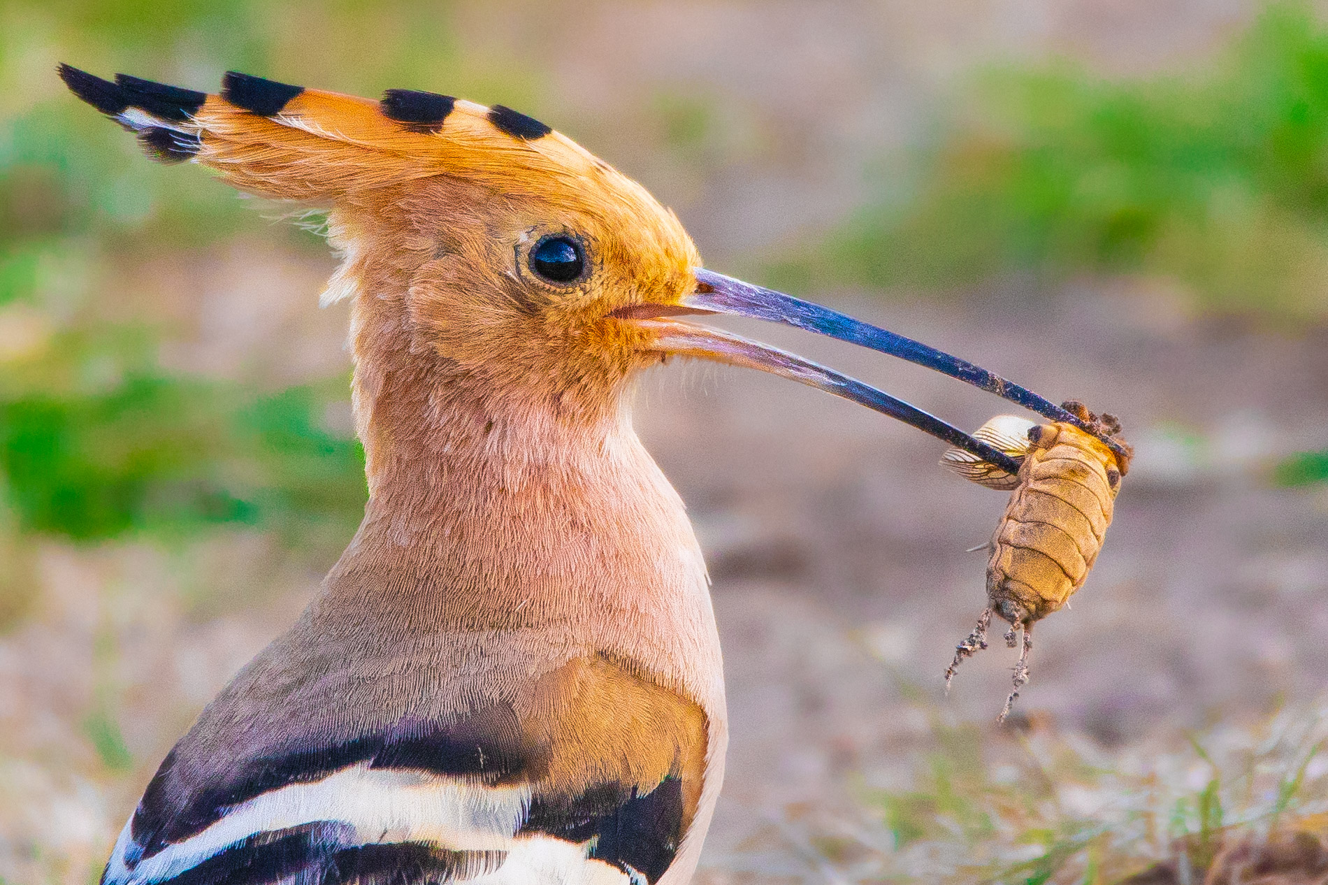 İbibik » Eurasian Hoopoe » Upupa epops