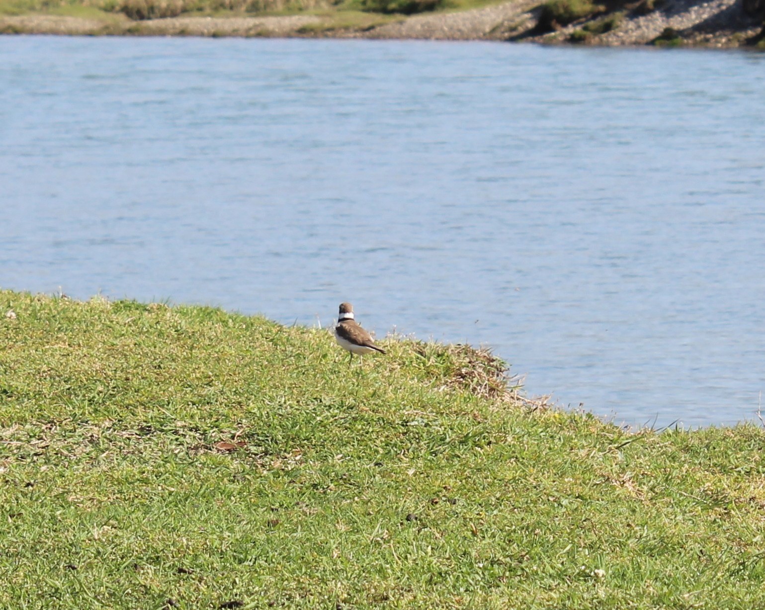 Halkalı küçük cılıbıt » Little Ringed Plover » Charadrius dubius