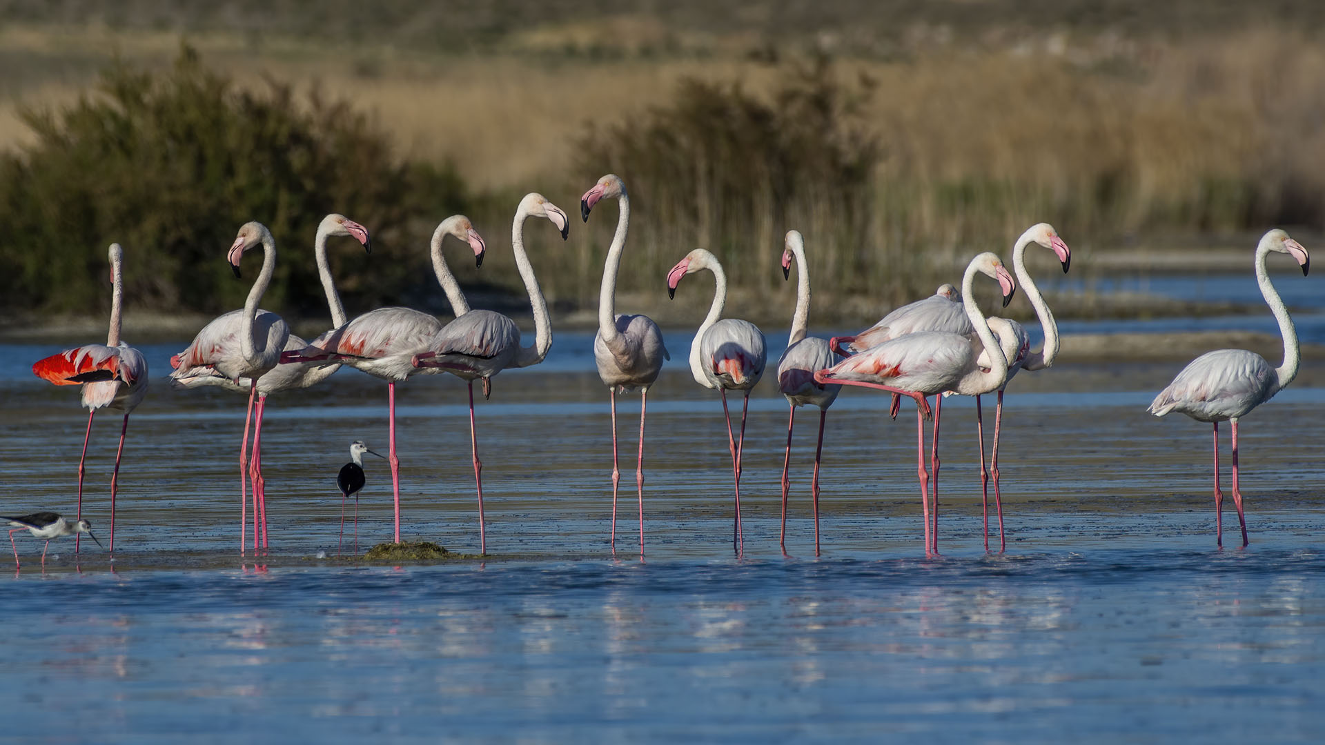 Flamingo