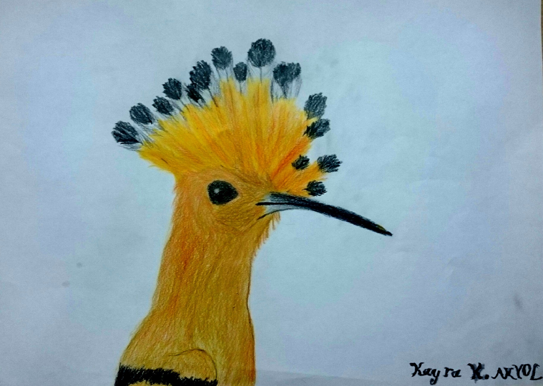 İbibik » Eurasian Hoopoe » Upupa epops