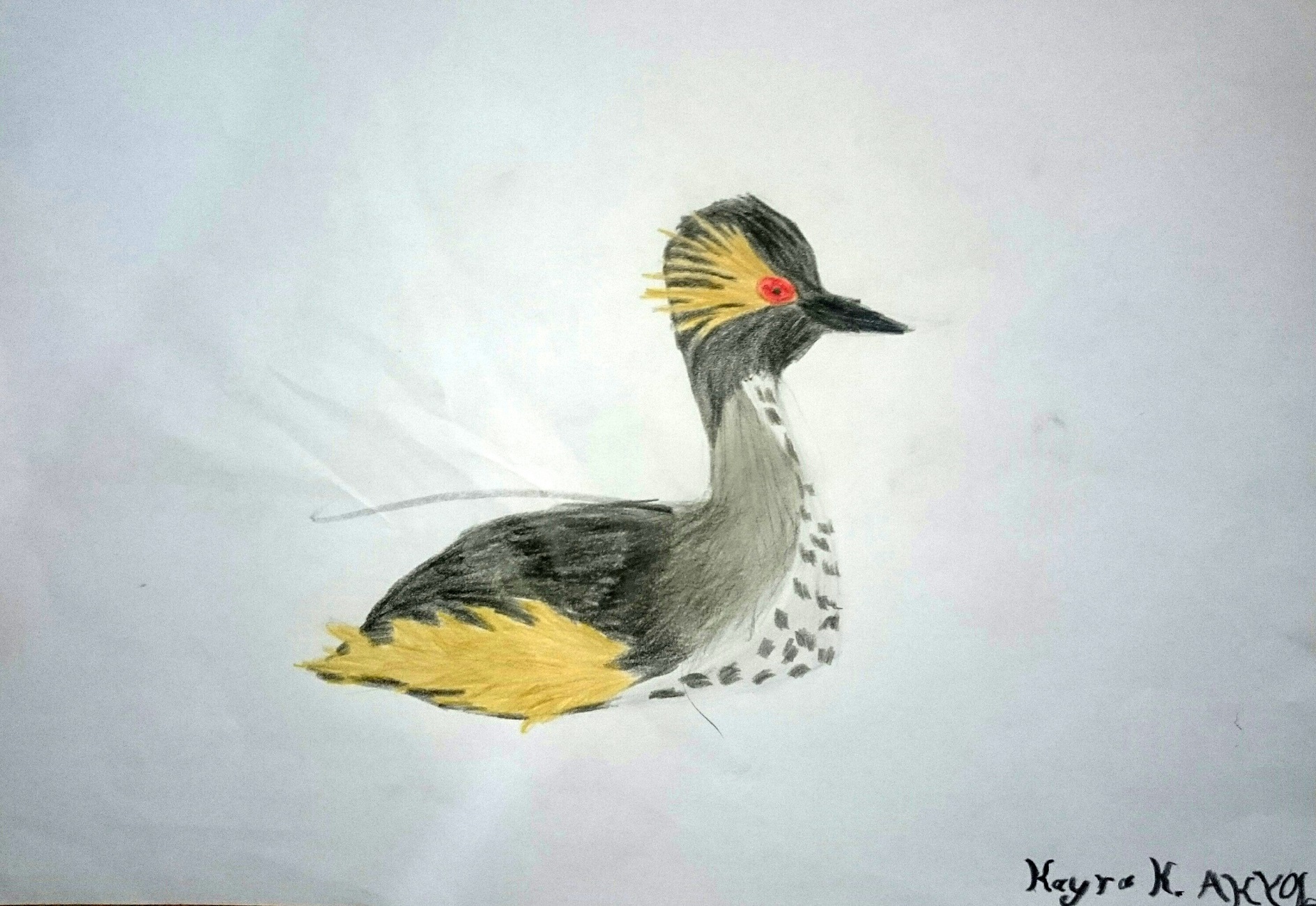 Karaboyunlu batağan » Black-necked Grebe » Podiceps nigricollis