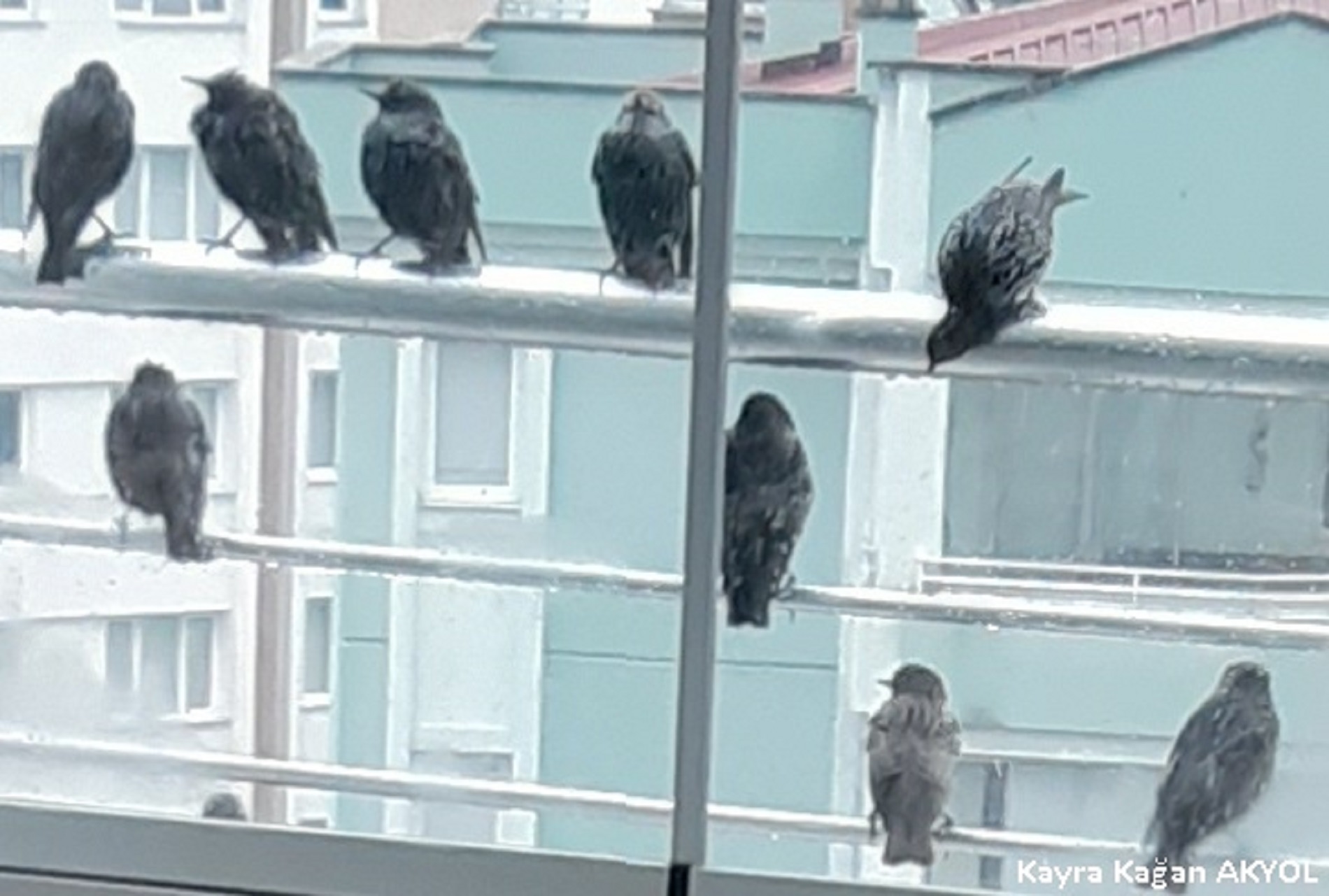 Sığırcık