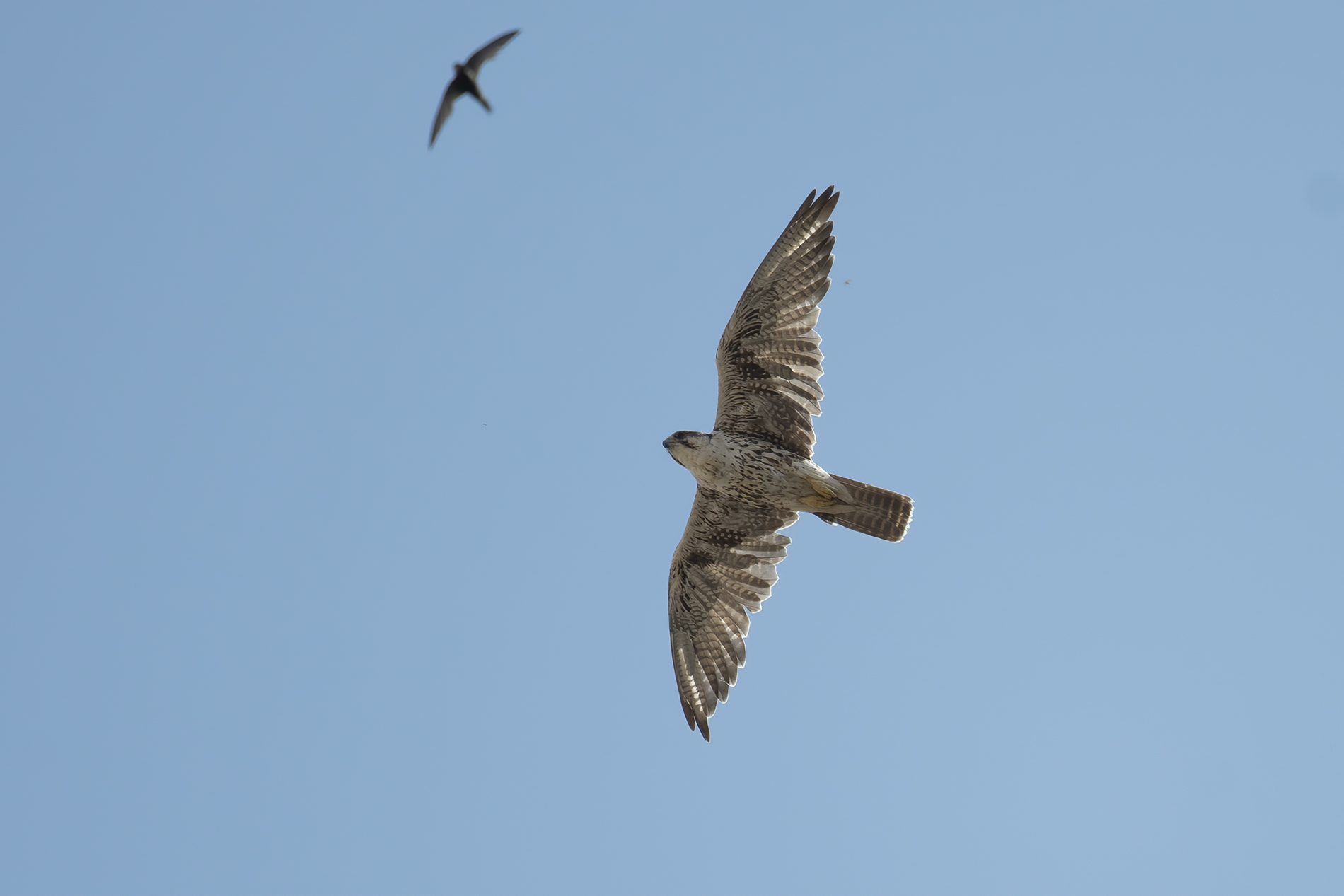 Bıyıklı doğan » Lanner Falcon » Falco biarmicus