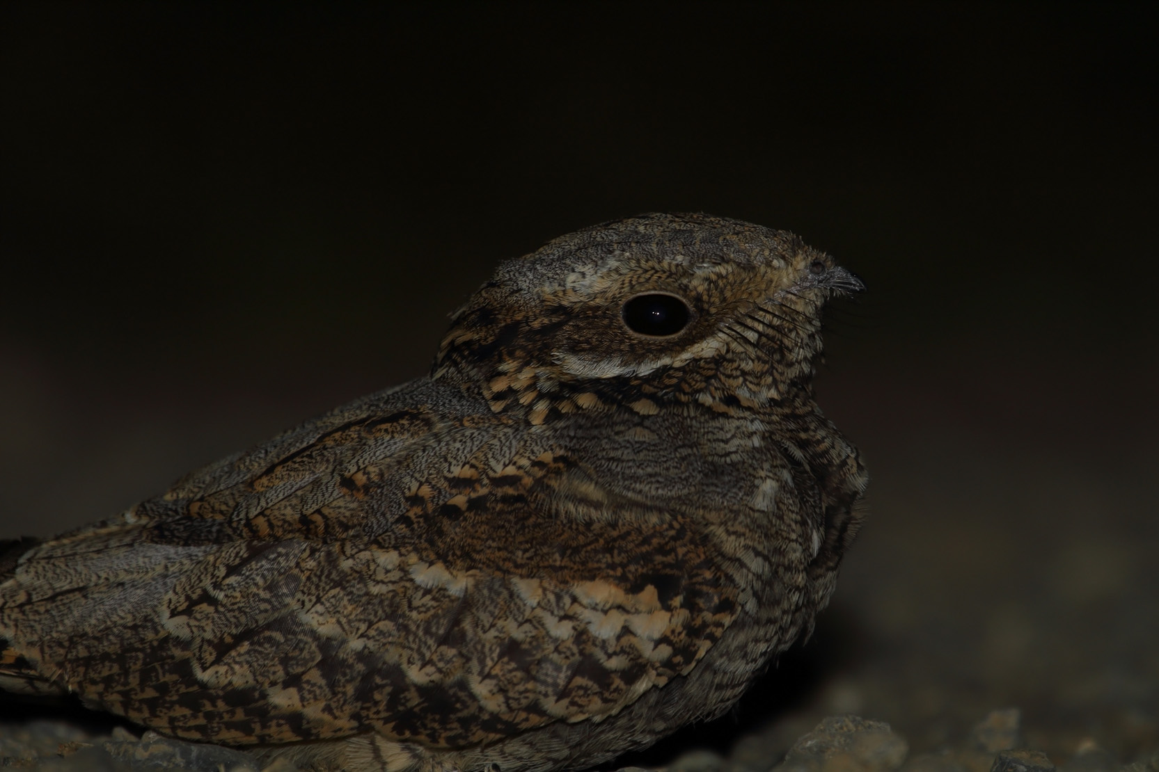 Çobanaldatan » European Nightjar » Caprimulgus europaeus