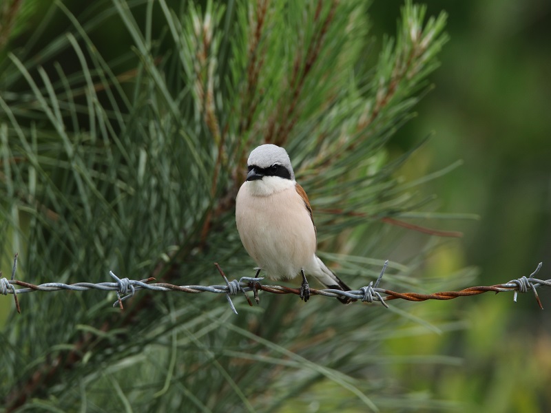 Kızılsırtlı örümcekkuşu » Red-backed Shrike » Lanius collurio