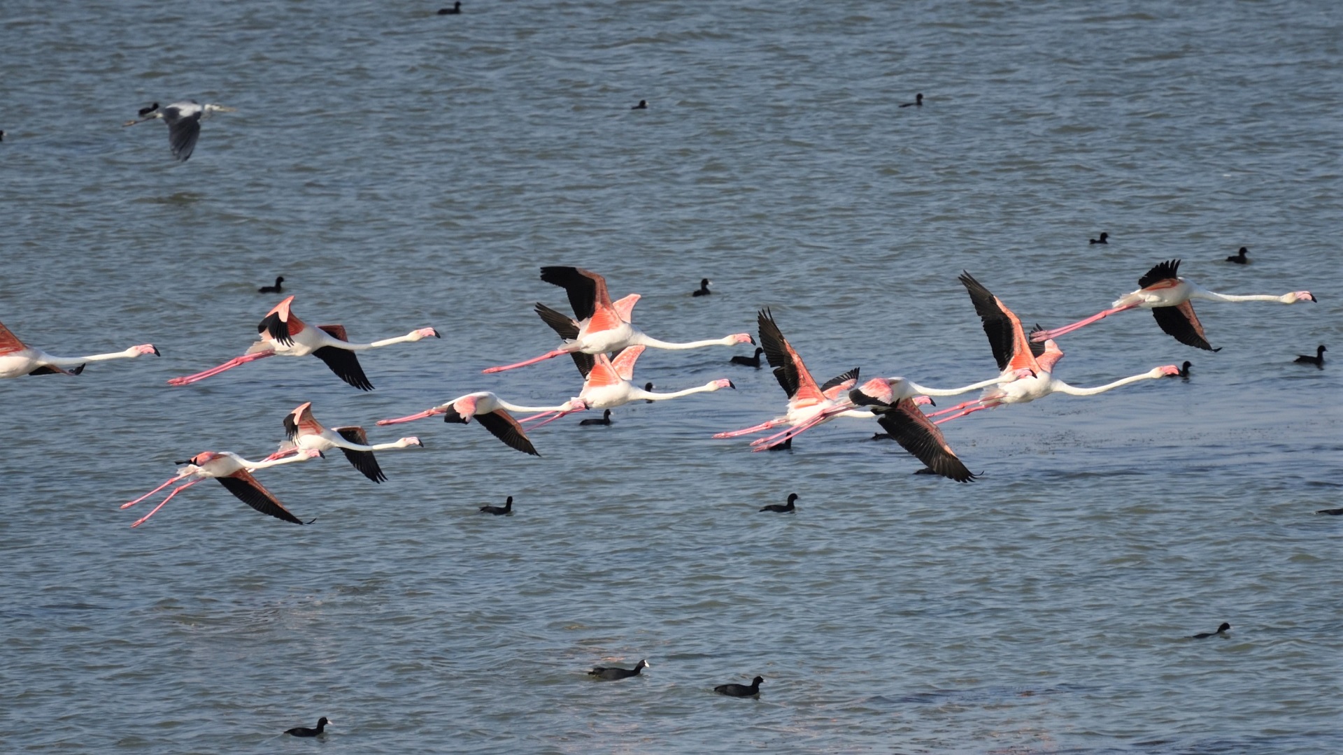 Flamingo