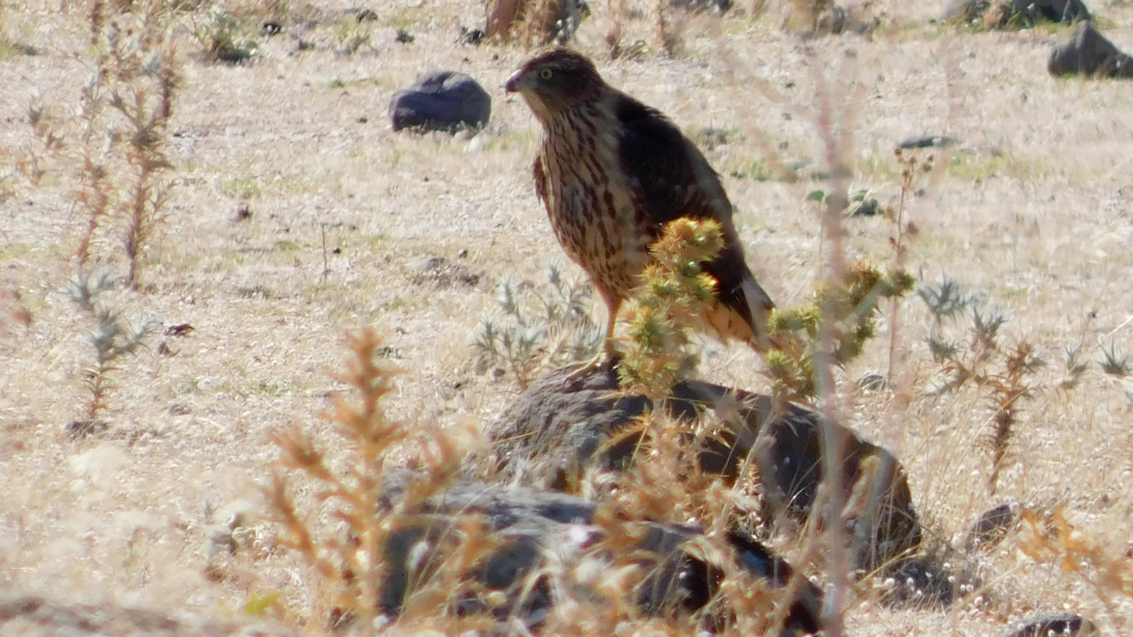 Çakır » Northern Goshawk » Astur gentilis