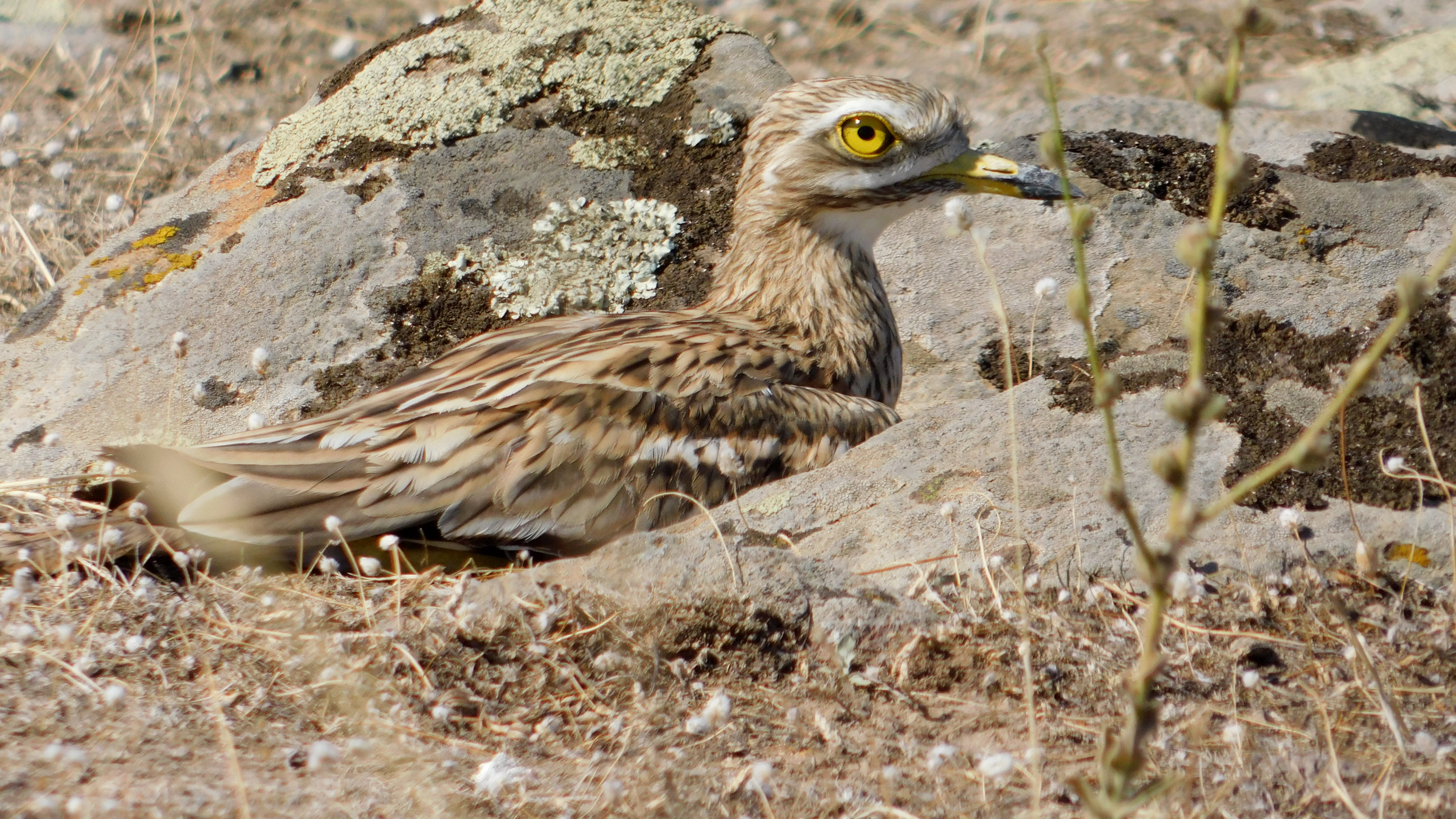Kocagöz » Eurasian Stone-curlew » Burhinus oedicnemus