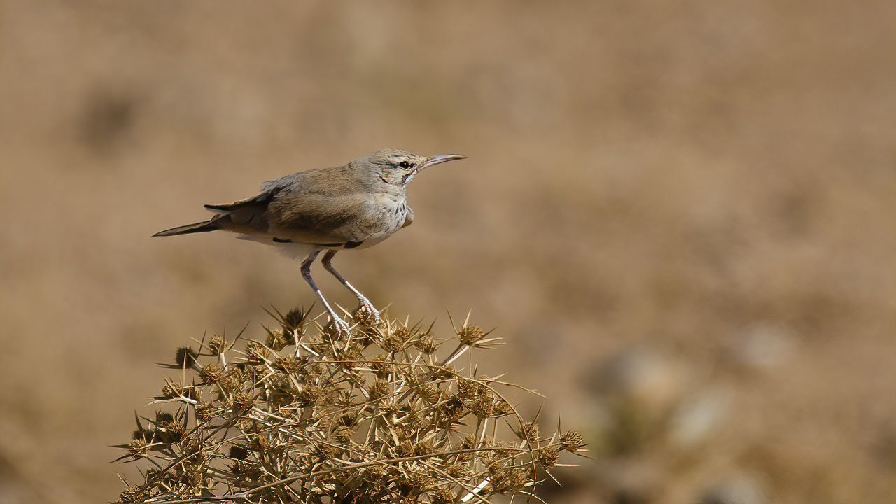 İbibik toygarı » Greater Hoopoe-Lark » Alaemon alaudipes