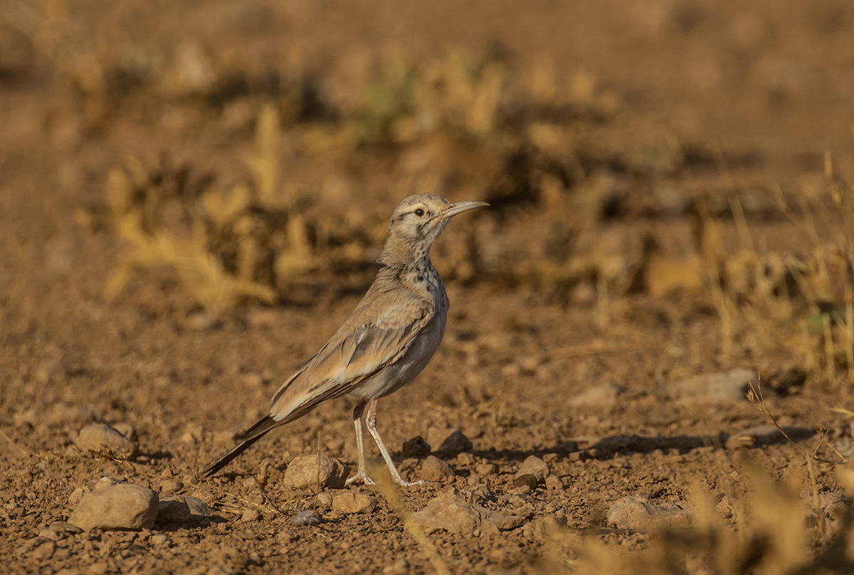 İbibik toygarı » Greater Hoopoe-Lark » Alaemon alaudipes