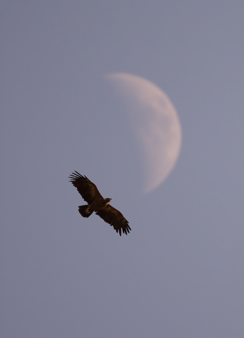 Küçük orman kartalı » Lesser Spotted Eagle » Clanga pomarina