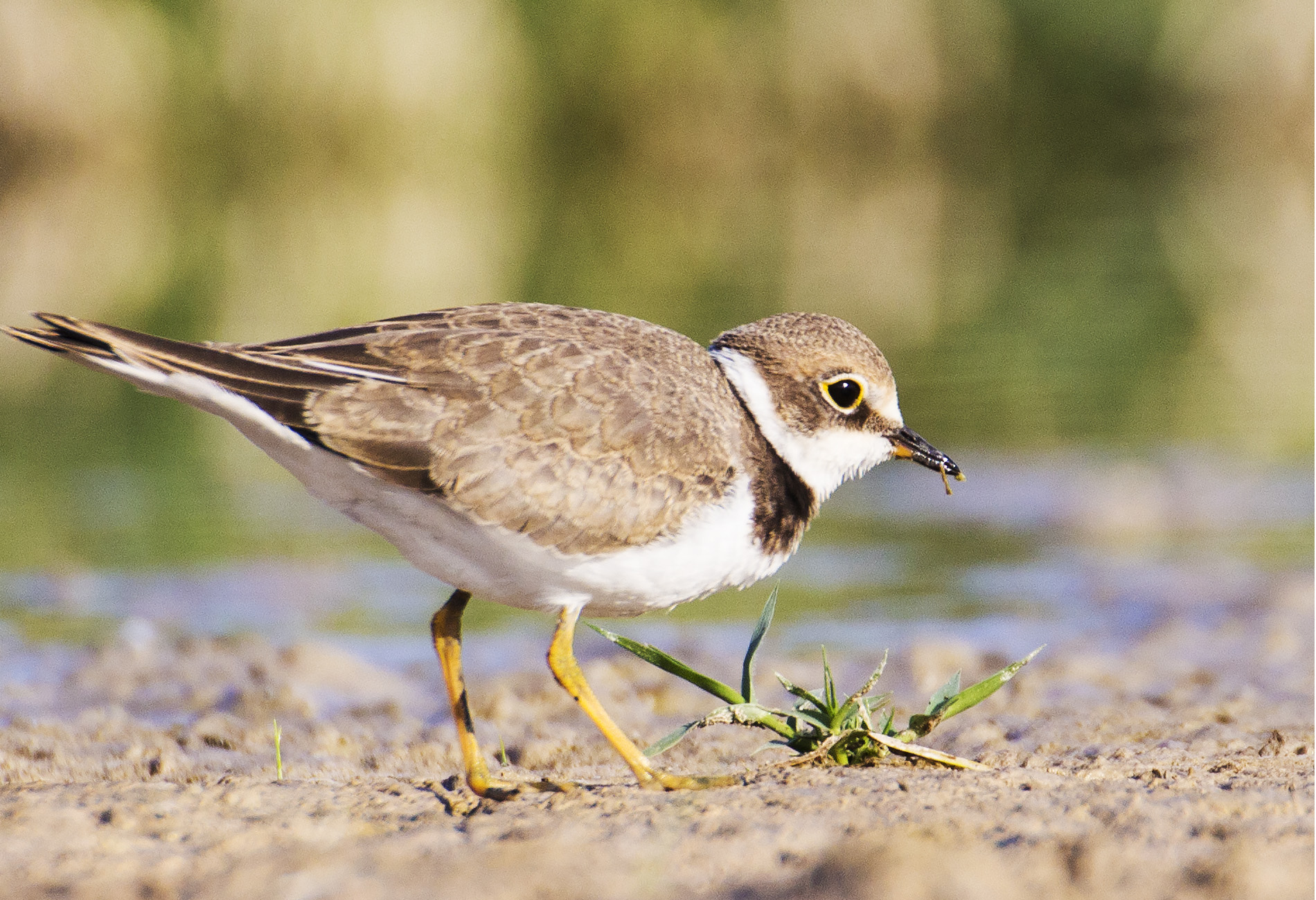 Halkalı küçük cılıbıt » Little Ringed Plover » Charadrius dubius