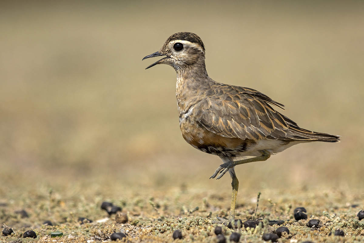 Dağ cılıbıtı » Eurasian Dotterel » Eudromias morinellus 